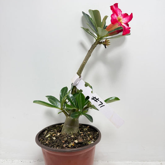 Desert Rose - Adenium Obesum #71