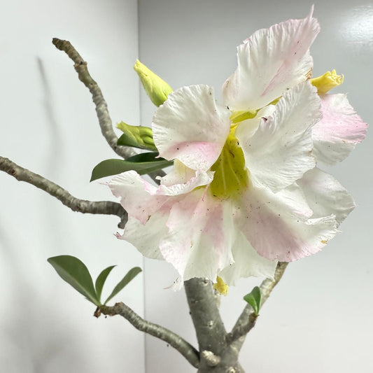 Desert Rose - Adenium Obesum #441