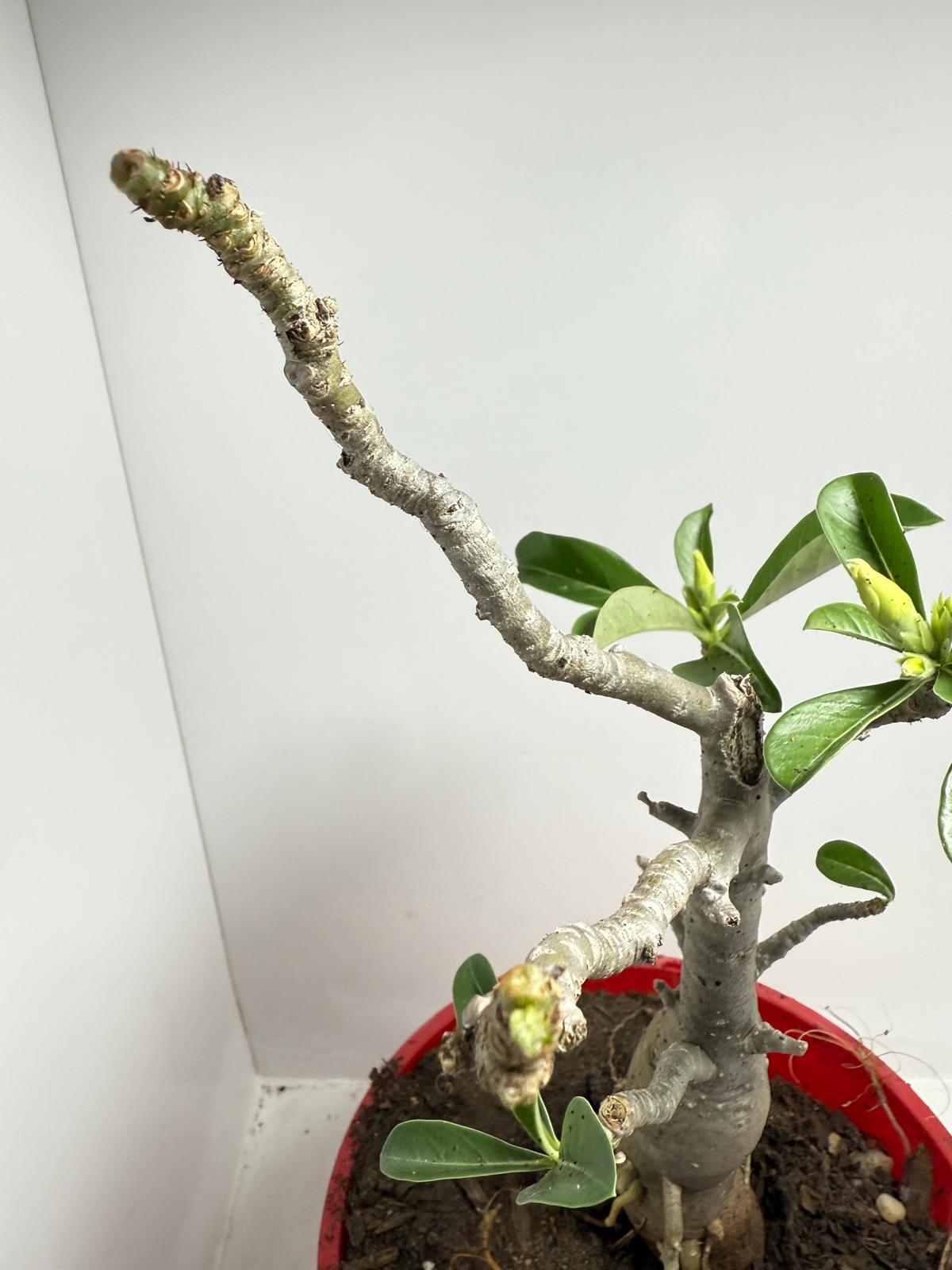 Desert Rose - Adenium Obesum #441