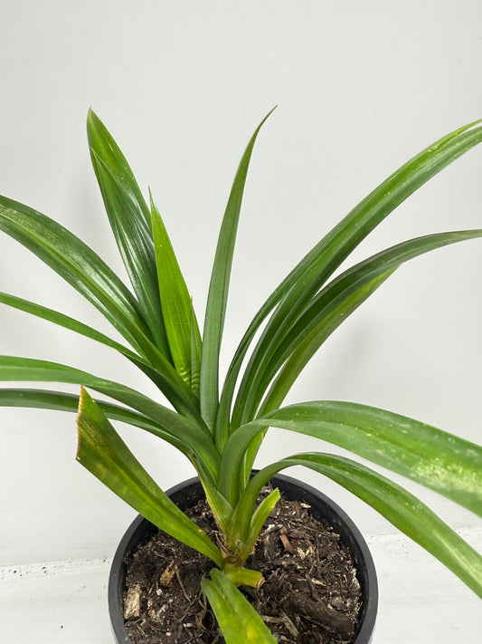 Pandan Fragrant , Pandanus Amaryllifolius - 150mm