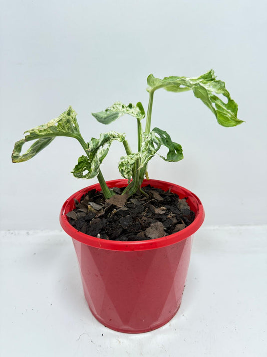 Minty Monstera -130mm