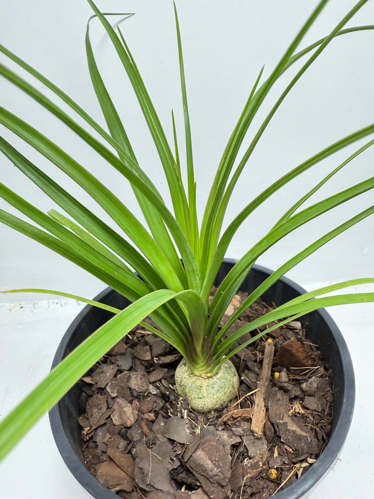Beaucarnea Recurvata Ponytail