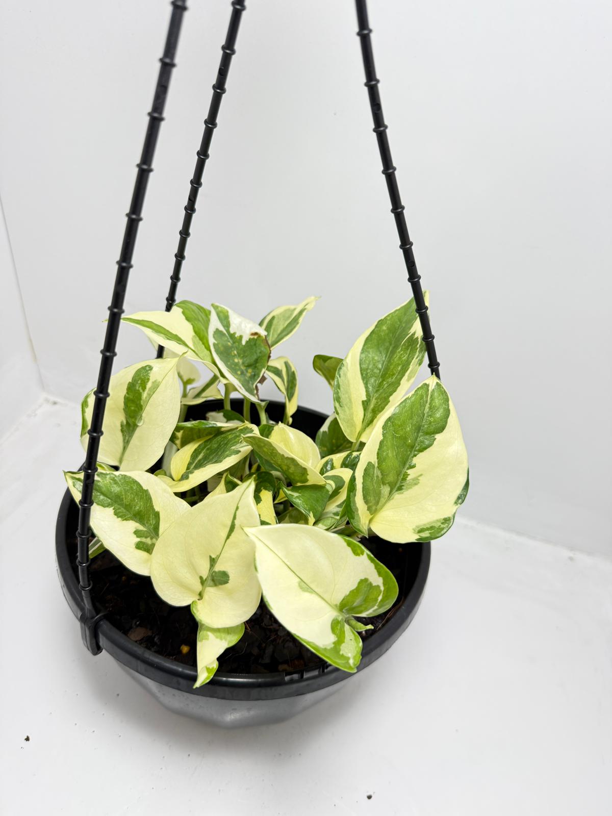 Epipremnum Snow Queen 190mm