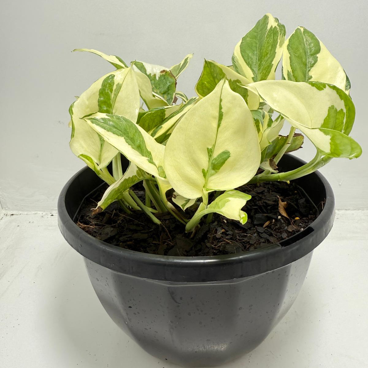 snow queen plant indoor Buy Snow Queen Pothos