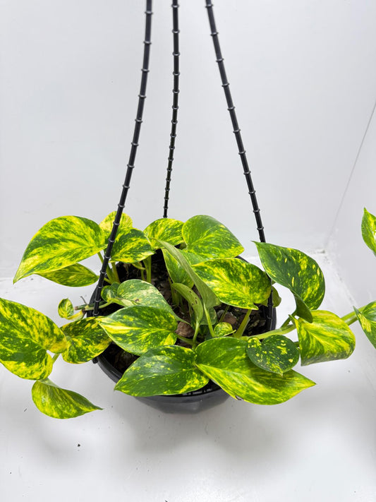 Pothos Golden - Devils Ivy - 190mm