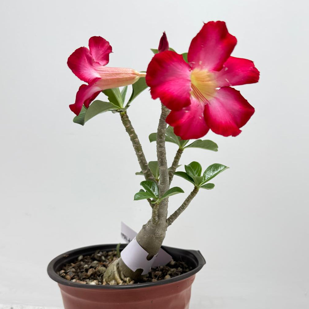 is adenium a succulent Buy Desert Rose Adenium Obesum