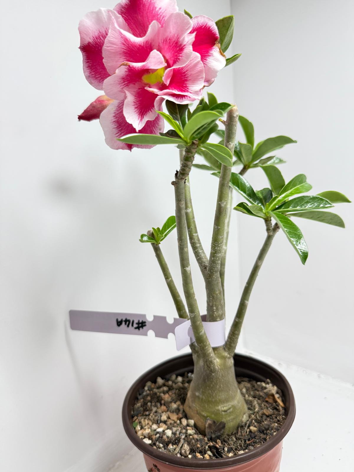 Desert rose - Adenium Obesum #14A