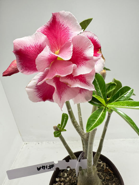 Desert rose - Adenium Obesum #14A