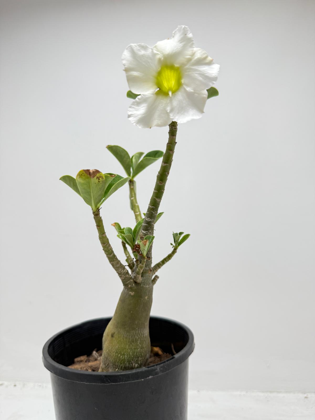 Desert rose - Adenium Obesum #321