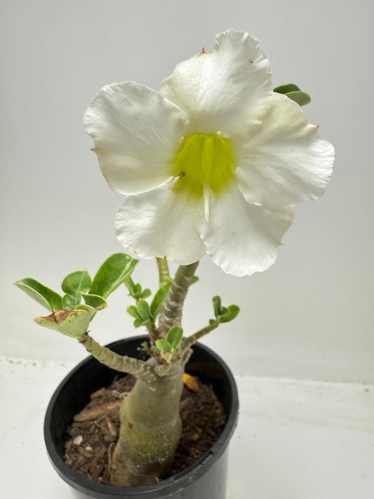 Desert rose - Adenium Obesum #321