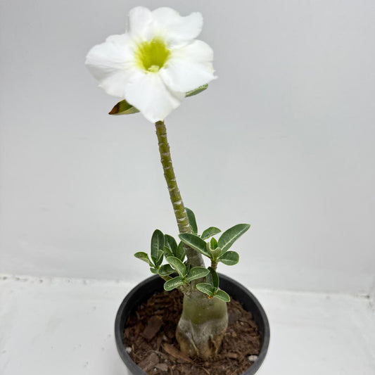 Desert Rose - Adenium Obesum #322