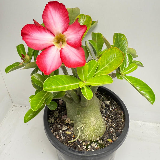 Desert Rose - Adenium Obesum 84