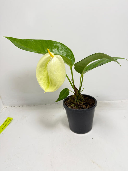 Anthurium Suzan Scherzerianum Pigtail- Christine White 100mm -with pot