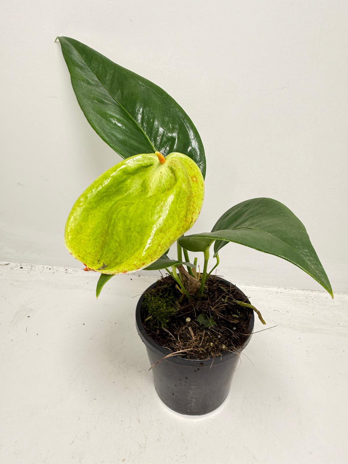 Anthurium Scherzerianum Pigtail- Britt - 100mm with pot