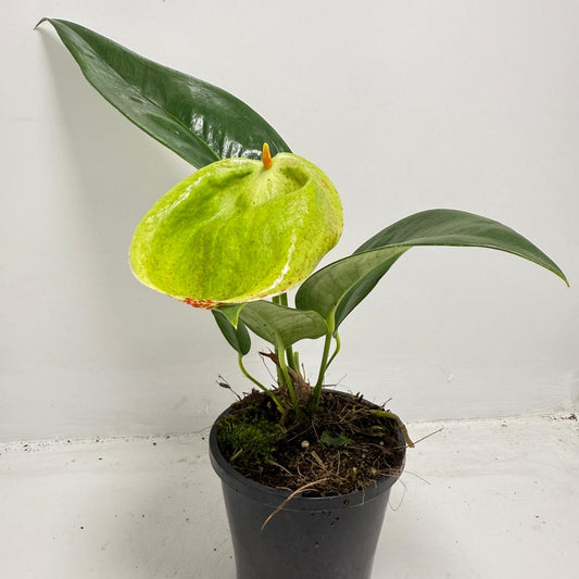 Anthurium Suzan Scherzerianum Pigtail- Britt 100mm -with pot