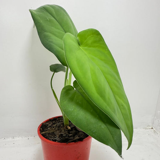 Syngonium ‘Frosted Hearts’ – Frosted Variegated Arrowhead Plant | 130mm