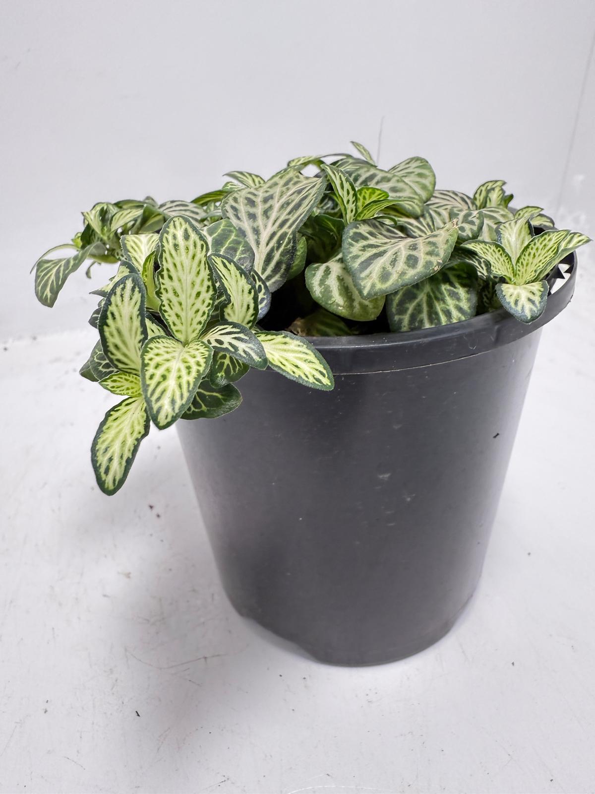 Fittonia ‘White Anne’ – Perfect Terrarium Plant 100mm