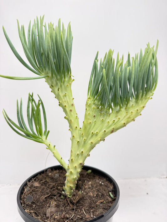 Mermaid Tail : Crested Senecio Talinoides - Narrow Leaf Chalk Stick #162