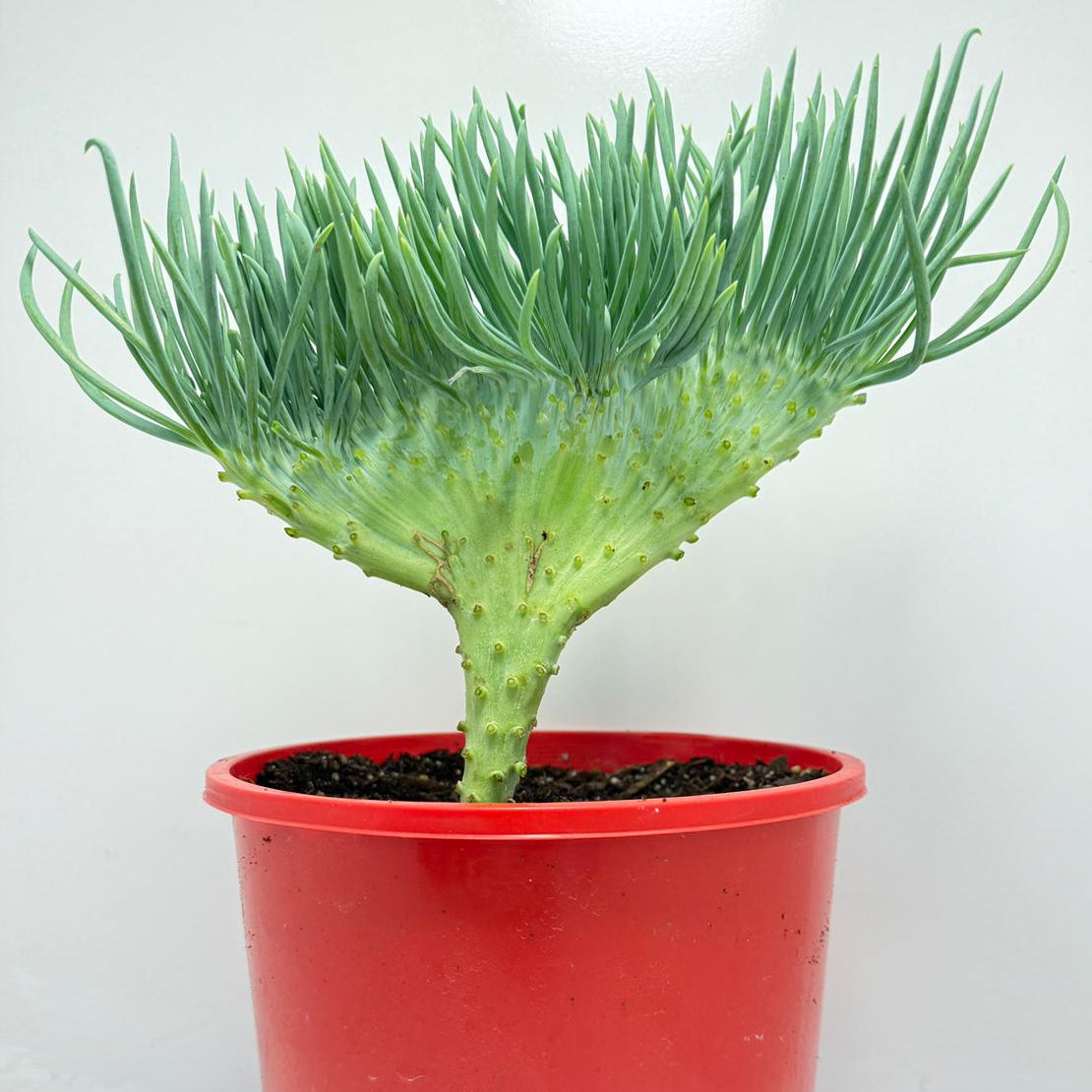 Mermaid Tail : Crested Senecio Talinoides - Narrow Leaf Chalk Stick #165