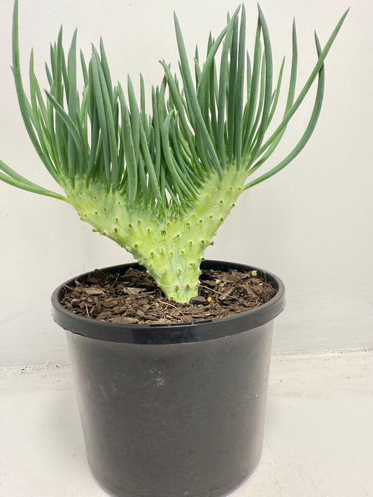 Mermaid Tail : Crested Senecio Talinoides - Narrow Leaf Chalk Stick #168