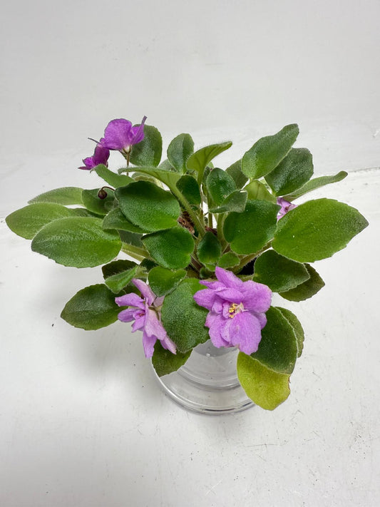 Miniature African Violet - child's Play Pink 50mm