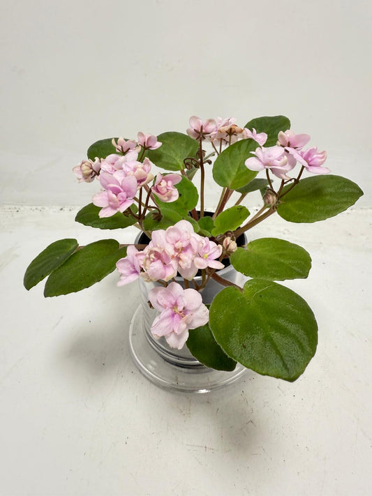 Miniature African Violet - Rose Quartz 50mm