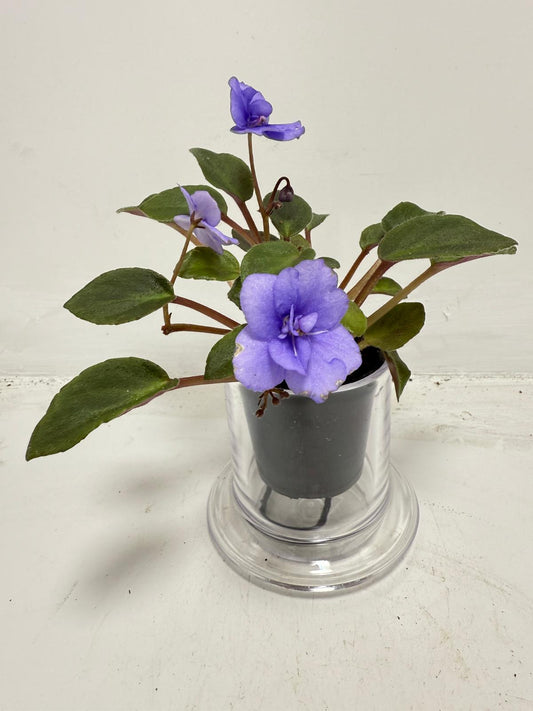 Miniature African Violet ‘Everdiana’ 50mm