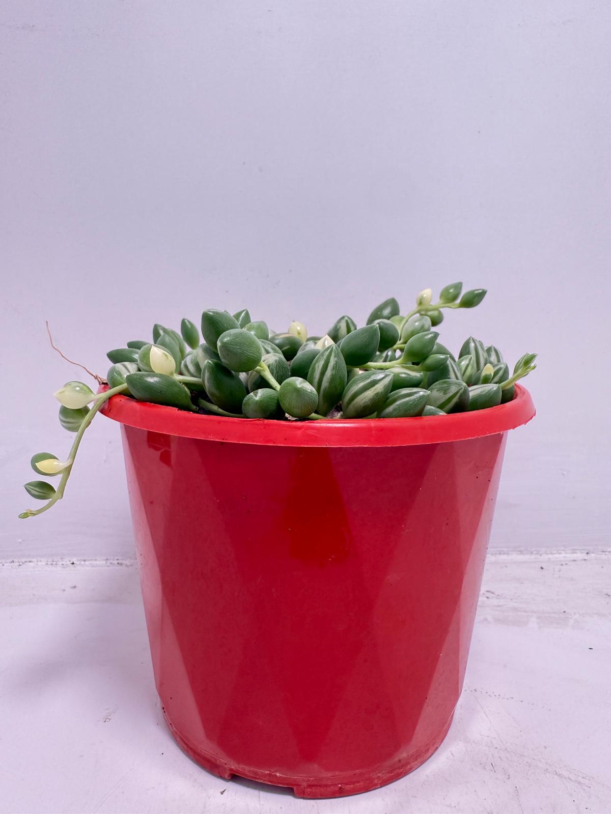 Senecio - Weeping Angel - 130mm