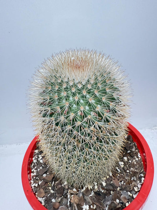 Cacti - Pincushion Cactus #96