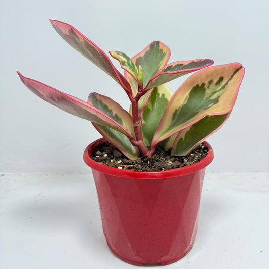 Peperomia Tricolour 130mm