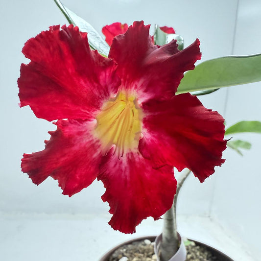 Desert Rose - Adenium Obesum #13A- 2 in one