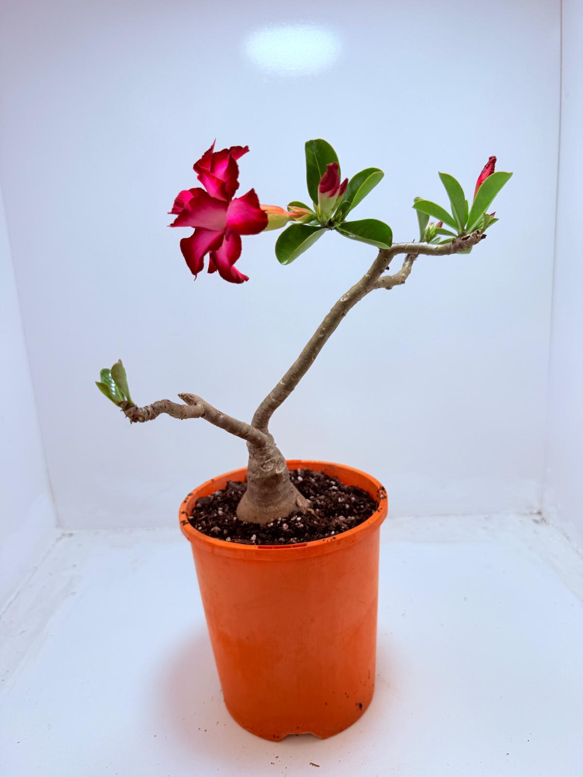 Desert Rose - Adenium Obesum #201