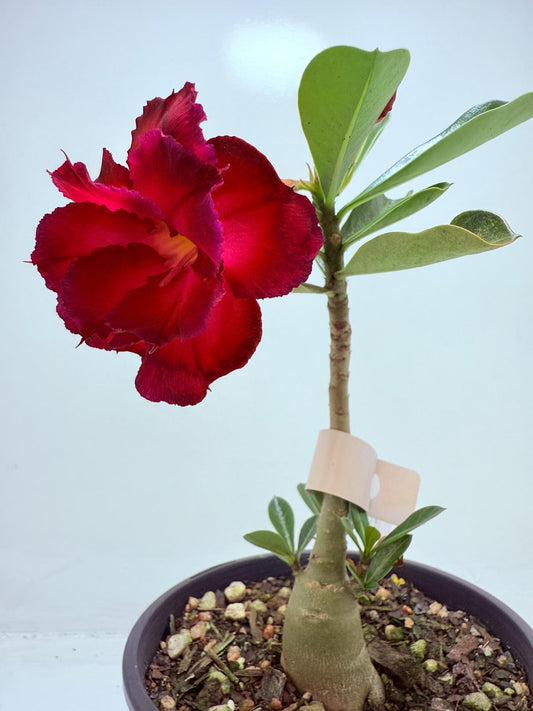 Desert Rose - Adenium Obesum #7
