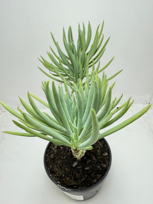 Mermaid Tail : Crested Senecio Talinoides - Narrow Leaf Chalk Stick #451