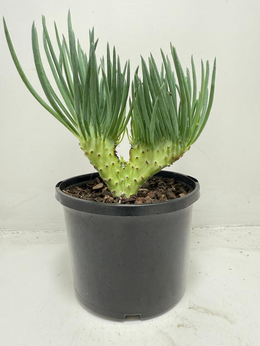 Mermaid Tail : Crested Senecio Talinoides - Narrow Leaf Chalk Stick #452