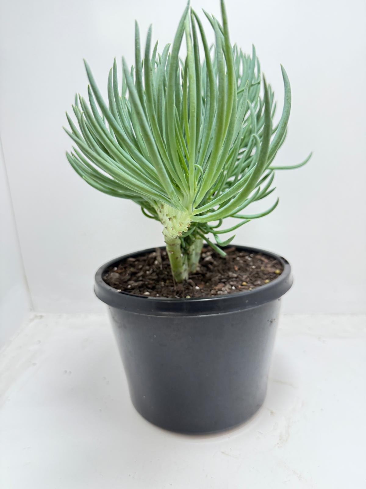 Mermaid Tail : Crested Senecio Talinoides - Narrow Leaf Chalk Stick #453