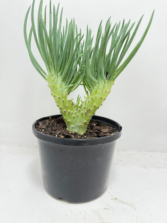 Mermaid Tail : Crested Senecio Talinoides - Narrow Leaf Chalk Stick #457