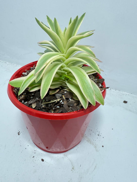 Crassula Capitella Campfire Variegated