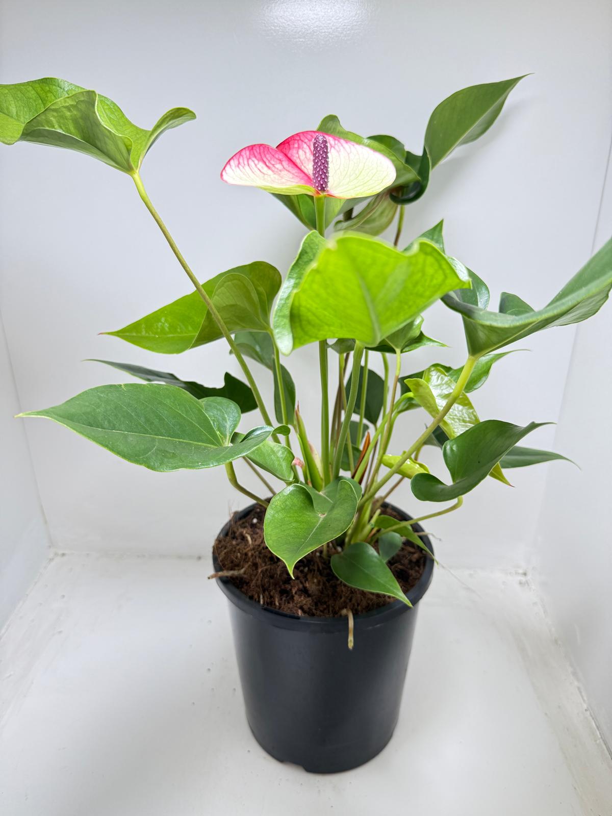 Anthurium Beauty Queen - 100mm with pot