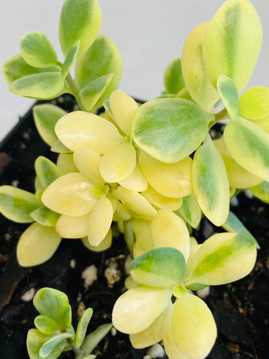 Kalanchoe Robusta Variegata 80mm