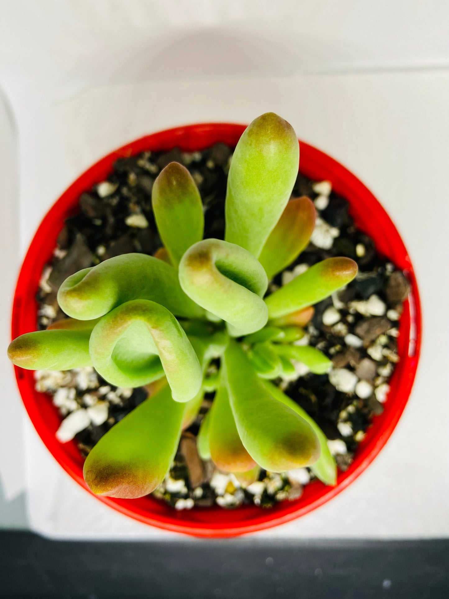 Crassula Shrek's Ears 130mm