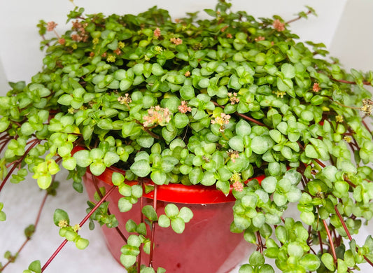 Pilea Silver Sprinkles Succulents Online