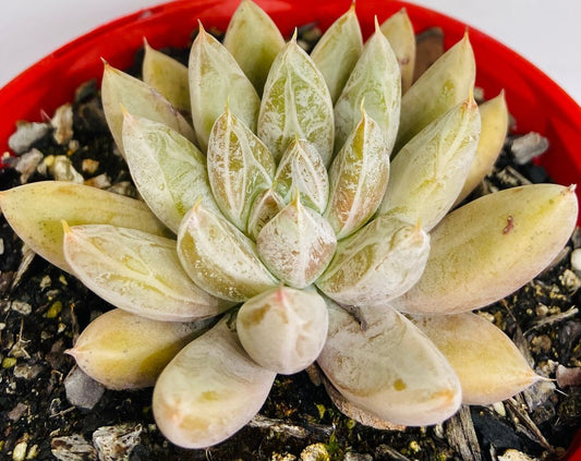 Echeveria Tolimanensis 130mm