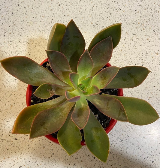 Graptoveria ‘Jules’