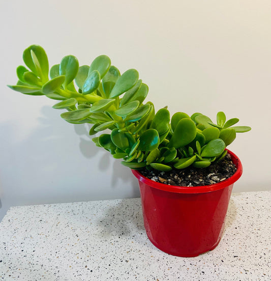 Senecio Jacobsenii Trailing Jade