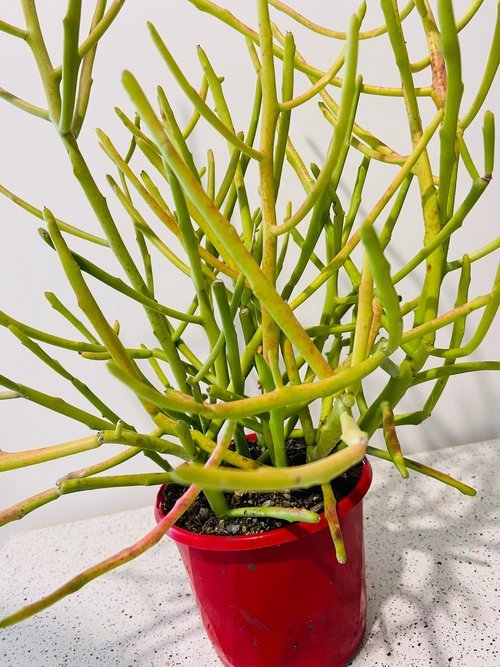 succulent euphorbia Buy Euphorbia Stenoclada