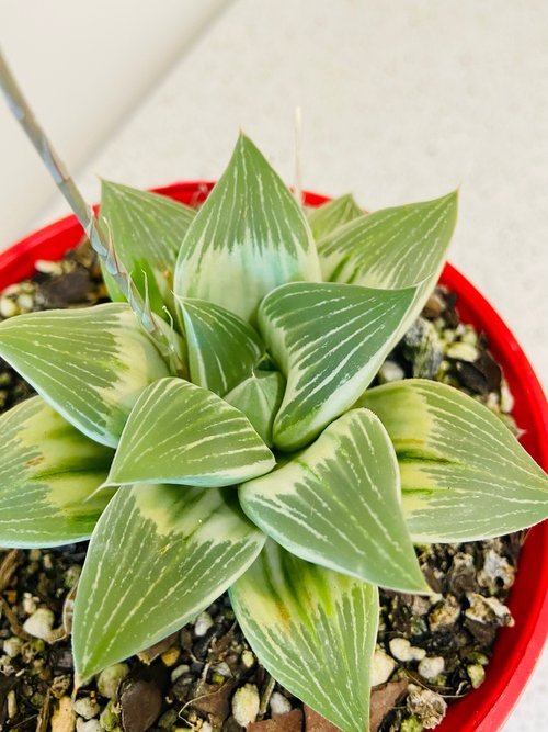 milky way succulent Buy Haworthia 'Milky Way' Variegated in Australia online