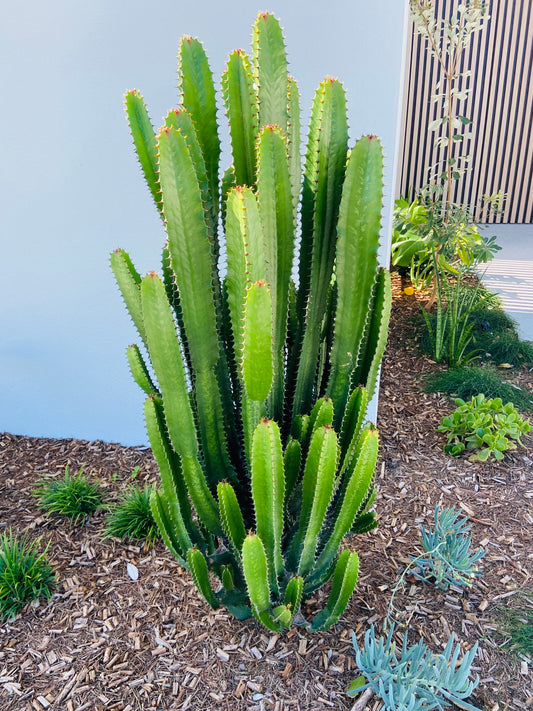 Euphorbia Cowboy (cowboy cactus)