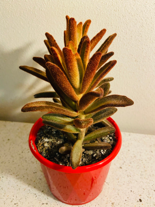 Kalanchoe Tomentosa Dorothy Brown 130mm