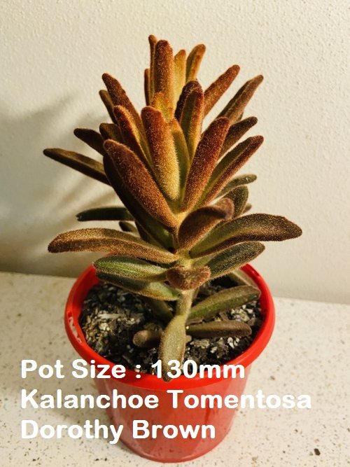 Kalanchoe Buster Pack